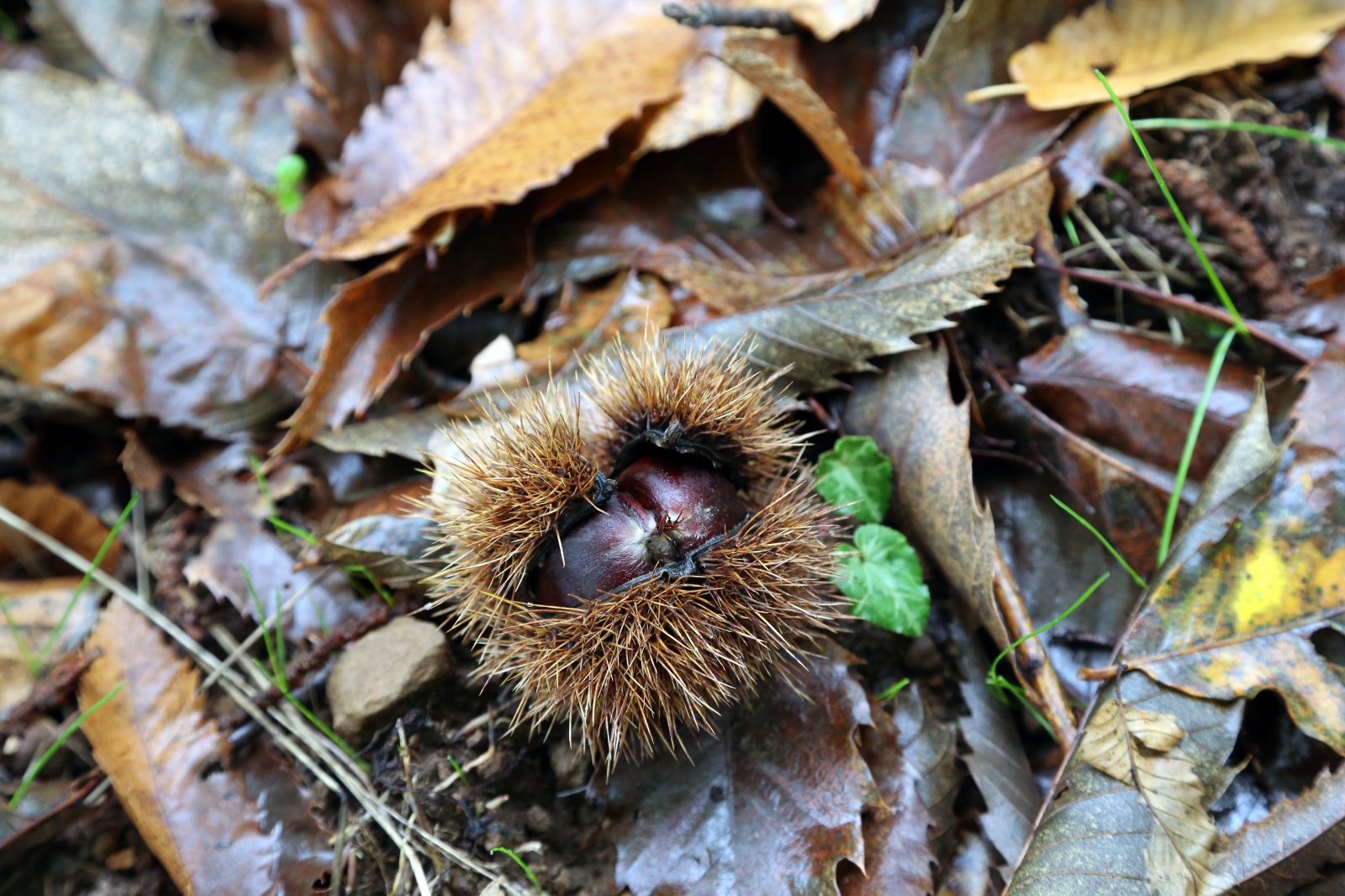 Ampeliona, Chestnut Festival
